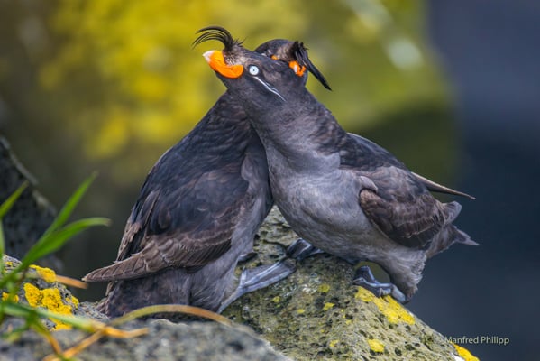Schopfalken (Crested auklet)