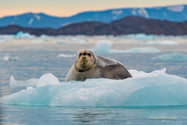 Bartrobbe auf Eisscholle, Spitzbergen