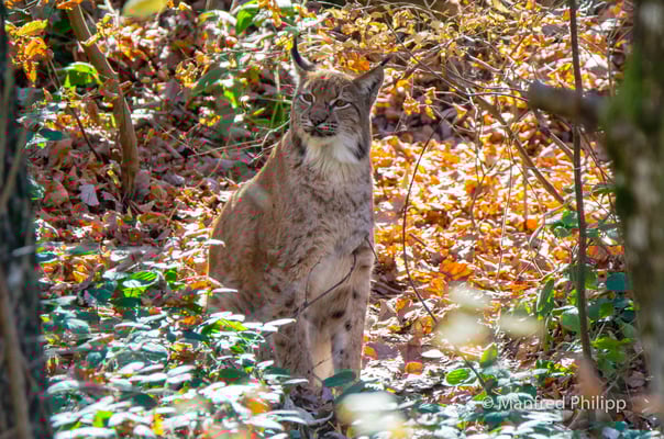 Luchs im Herbstwald