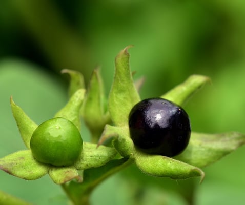 Blog over de kruiden apotheek van Claire Fraser, Belladonna en fantasy sieraden bij je verhaal