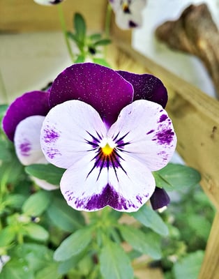 blog over viooltjes fantasy sieraden, folklore en napoleon bonaparte