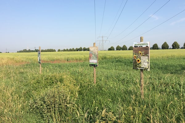 Das Rebhuhn lässt sich gut durch die Anlage von Brachen oder Blühstreifen fördern. Diese müssen aber richtig konzipiert sein. Foto: C. Bobzin
