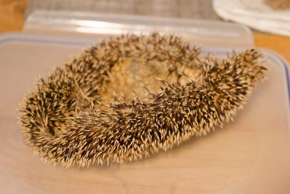 Eine Igelhaut - alles was der Uhu übrig ließ. Foto: M. Kächler