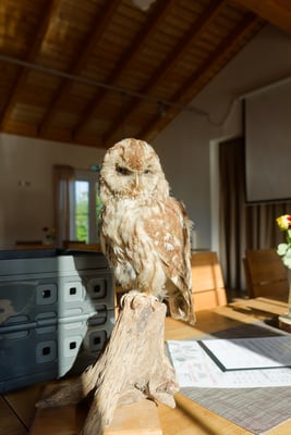 Exponat zu dem Eulen-Vortrag. Foto: M. Kächler