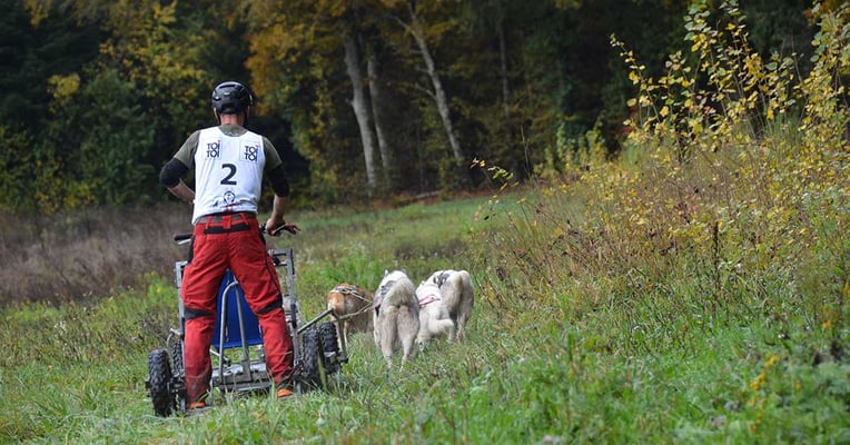 Leibchen mit Logo und Startnummer im Hundesport