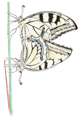 Paarung von zwei Schwalbenschwänzen. 