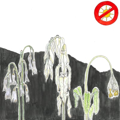 Als Nektarlieferant wird das Drüsige Springkraut von Imkern geschätzt. Doch es kann in kurzer Zeit grosse Gebiete überwuchern. Dabei bildet es so dichte Bestände, dass aufgrund des Schattenwurfs keine anderen Pflanzen mehr wachsen können.