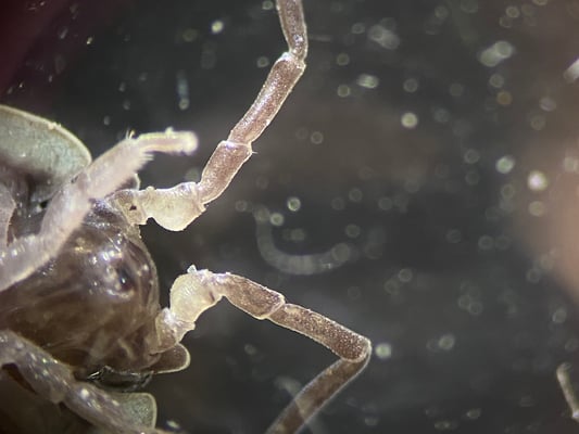 Der Kopf mit den Antennen.