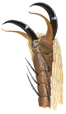 Der Fuss eines Schwalbenschwanzes. 