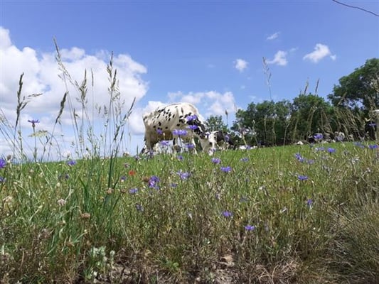Vache dans un pré près de Saint-Etienne