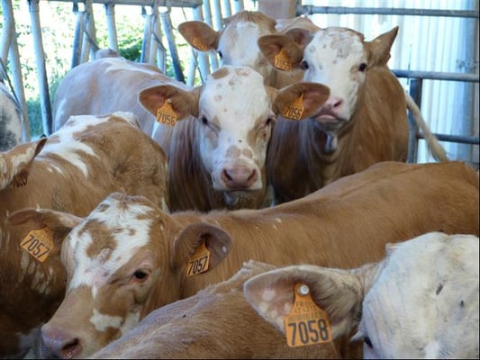 Ferme Rosine : veaux à l'étable