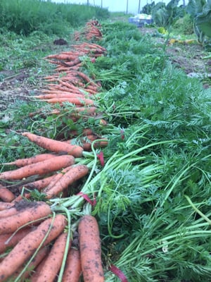 Récoltes de bottes de carottes près de La Talaudière