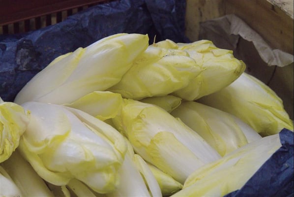 Endives de Chagnon