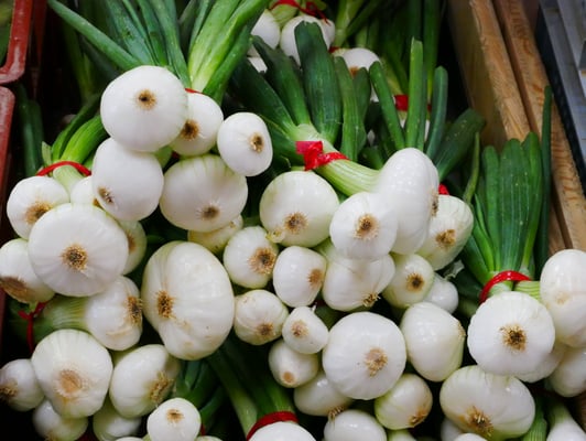 oignons bottes bio de Larajasse dans les Monts du Lyonnais