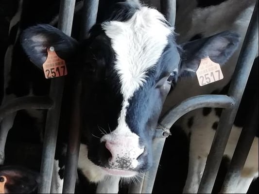 Vache de la ferme Peillon dans le Pilat