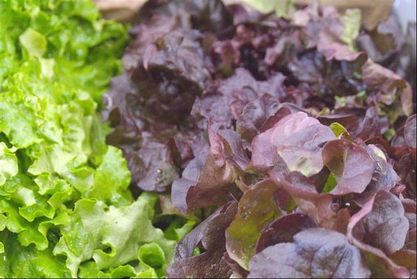 Salades issues de l'agriculture biologique de la région de Saint-Etienne