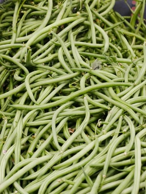 Haricot vert ramassé à la main près de Saint-Etienne