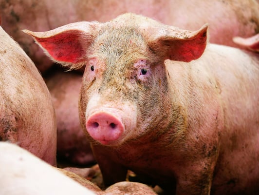 Porc fermier en vente directe vers Saint-Etienne