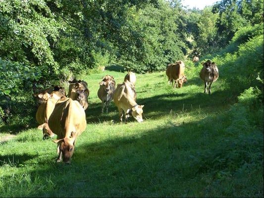 Ferme Rosine : troupeau au pâturage