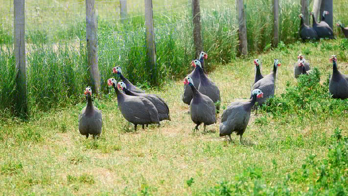 Volailles fermières