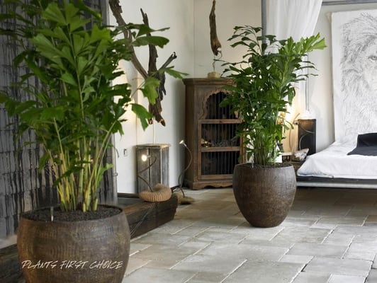 Croco Design Planter Plants first Choice