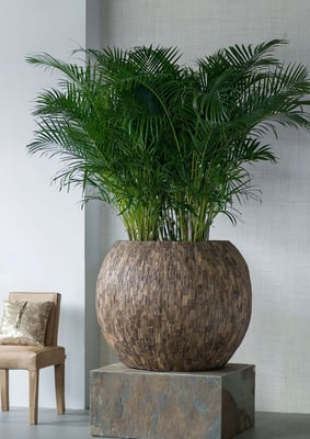 cemani wood Bowl Kugel PFL