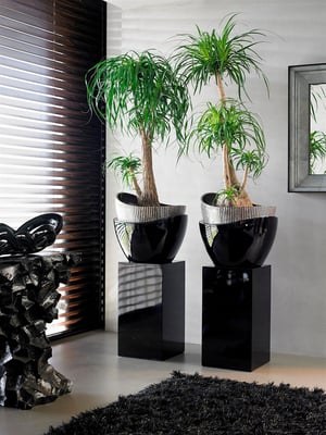 Rhine schwarz Planters for Life