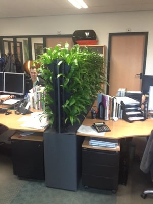 Grüne Schallwände Big Fen Greenwall