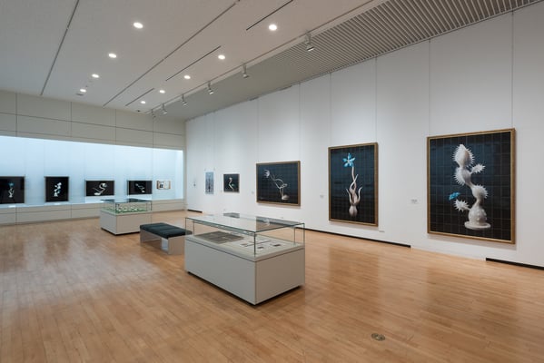 2018年 安城市民ギャラリー『アーティスト活動20周年・セロテープ®︎誕生70周年記念　瀬畑 亮　セロテープアート®︎展 2018 in 安城』展示風景