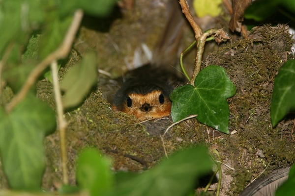 Foto: Jochen Fünfstück