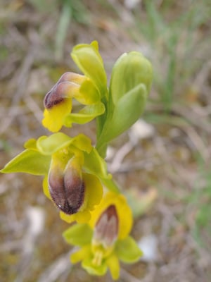 L'orchis jaune