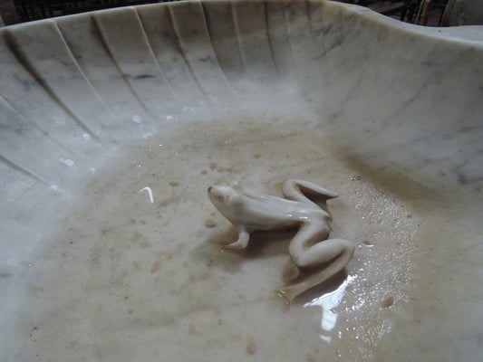 La grenouille dans le bénitier