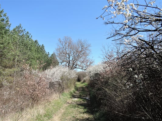 Weg durch blühende Büsche