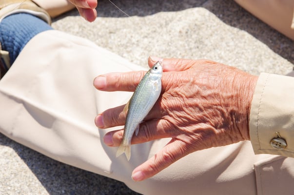 大きなホンモロコ ！（この個体はリリースしました）