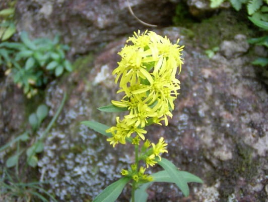 アキノキリンソウ