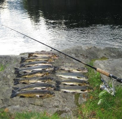 Viele Forellen in wunderschöner Natur