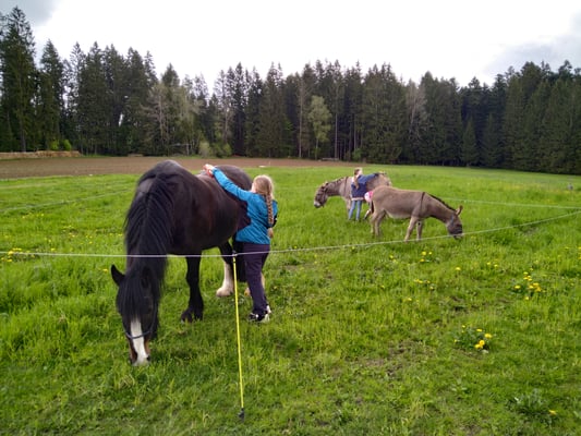 Merlyn, Norbu und Nappi werden gestriegelt.