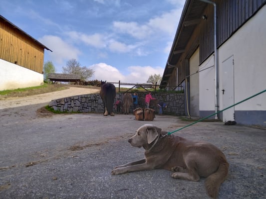 Symo behält alles im Blick.