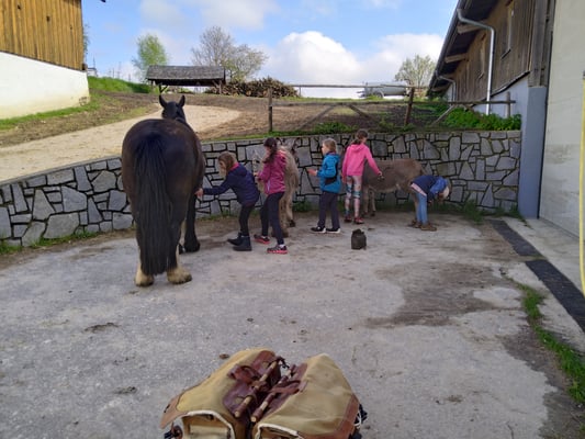 Merlyn, Norbu und Napoleon werden wieder hübsch gemacht.