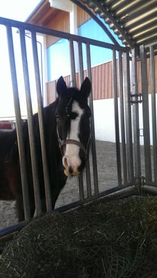 Milly unser zweites Schulpferd für unsere Urlauber auf dem Ferienhof Schoppa-Haisl - Reiturlaub in Sonnen