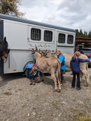 Napoleon und Norbu werden hübsch gemacht für unsere Tour.