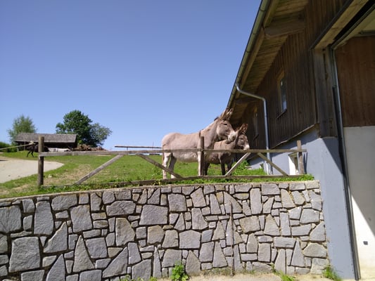 Norbu und Napoleon schauen aufmerksam bei der Reitstunde in der Reithalle zu.