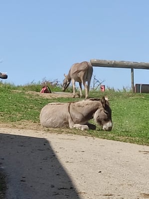Napoleon sonnt sich leiber.