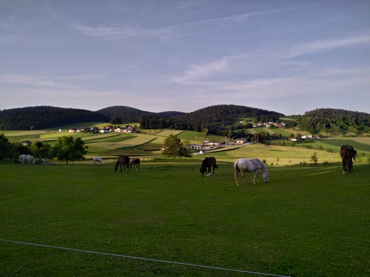 ... mit Pferden vom Ramlhof.