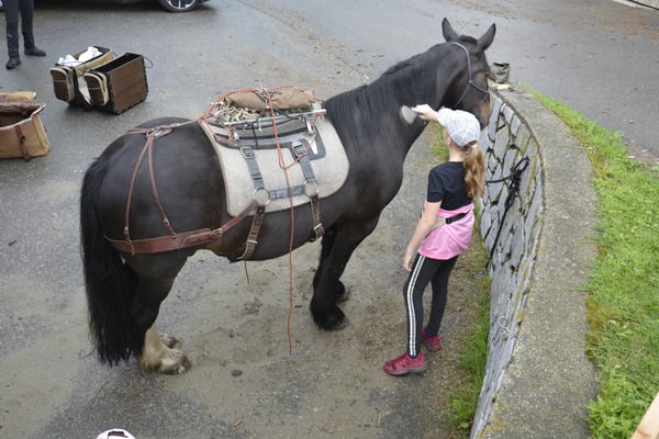 Merlyn bekommt die Mähne gekämmt.