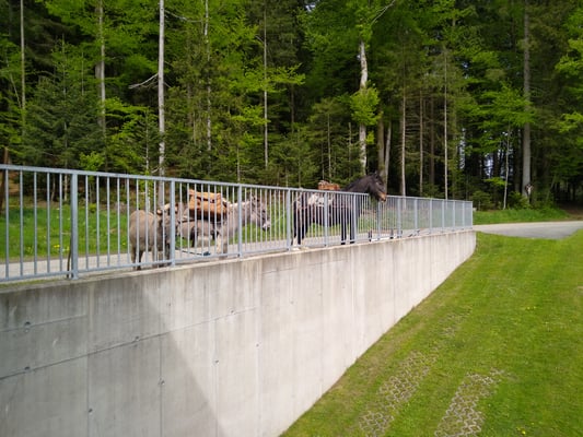 Zaungäste haben wir auch mitgebracht.