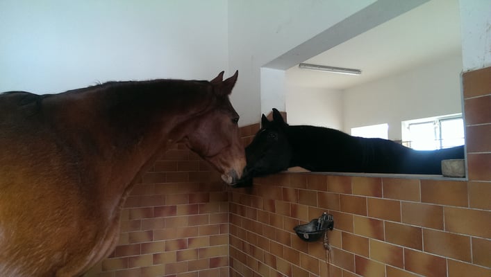 August in seinem neuen zu Hause - Ferienhof Schoppa-Haisl - Reiturlaub in Sonnen