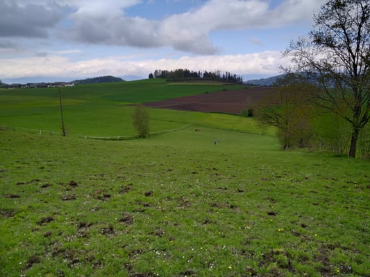Dann geht´s für die Tiere auf die Weide, auch die Kinder sind erstmal bis ganz unten gerannt, um zu schauen wie groß die Weide ist!