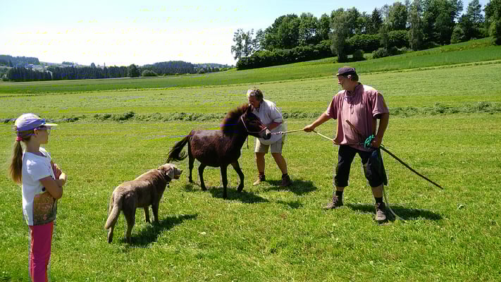 Diese kurzen Pausen wurden auch genutzt um mit Fliegenspray die Tiere zu schützen. Schymun mag das gar nicht.