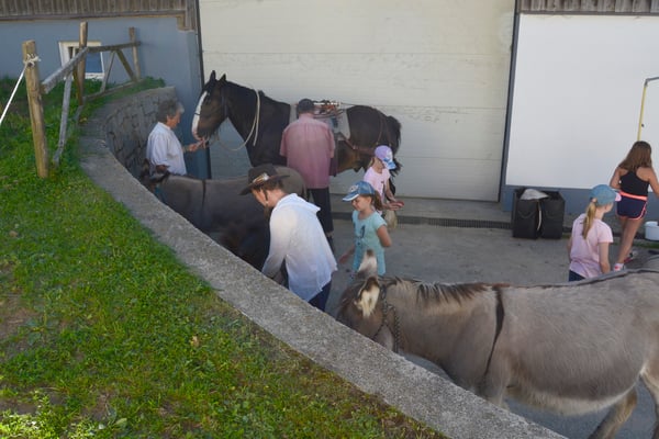 tränken und Salz schlecken lassen